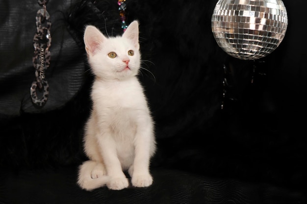 A small white kitten on a black background with a mirrored disco ball