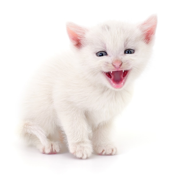 Small white kitten isolated on white