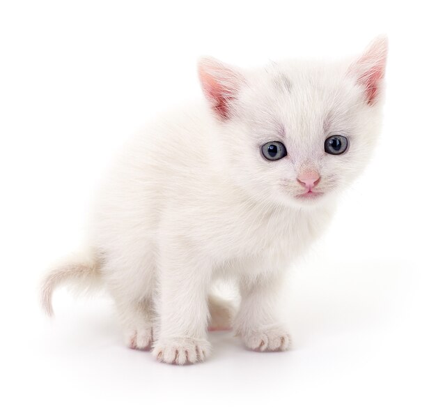 Small white kitten isolated