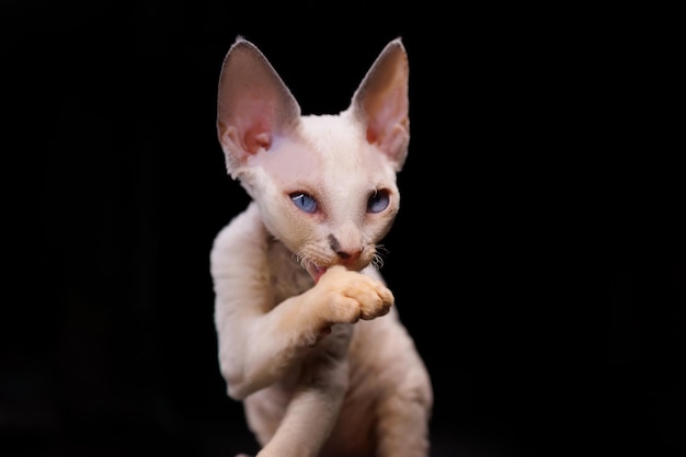 A small white kitten licks its paw and washes