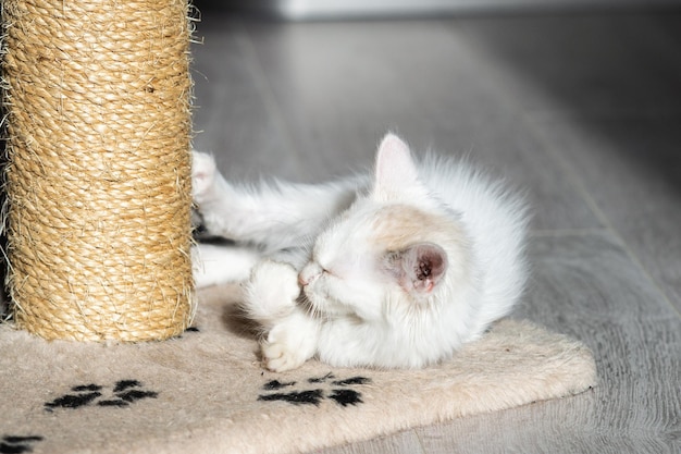 A small white kitten lies near the scratching post and washes its paws