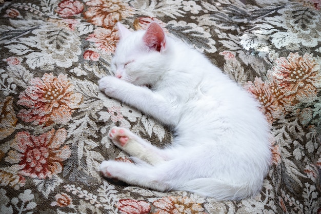 Small white kitten lying and sleeping on floral pattern blanket.