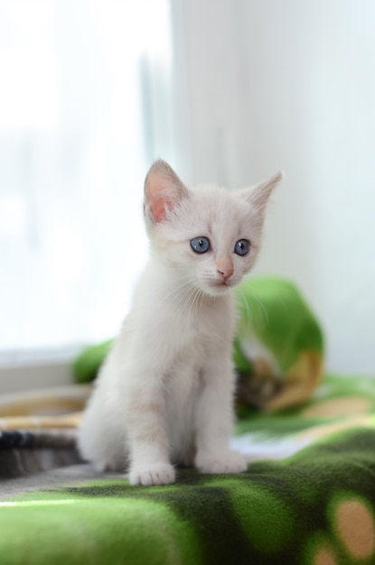 Small white kitten on the windowsill