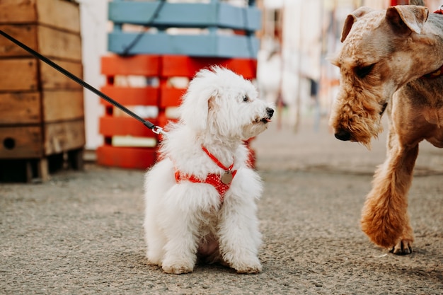 A small white lapdog with a red leash greets an adult brown dog. Dogshow and dogmarket in the city