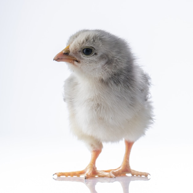 Small white little chicken on white