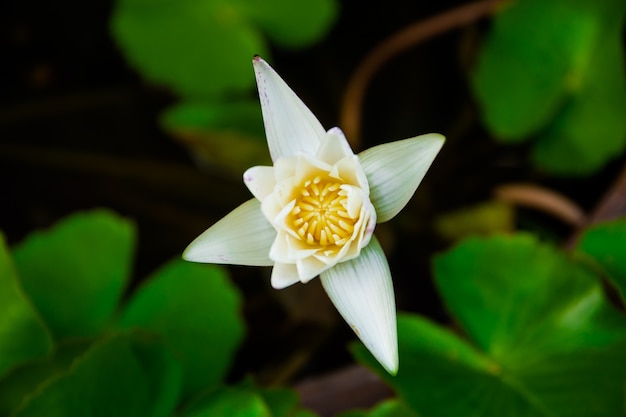 写真 池の小さな白い蓮。