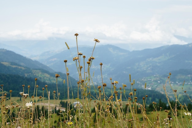 Foto piccoli fiori di montagna bianchi sullo sfondo di un paesaggio di montagna racha georgia