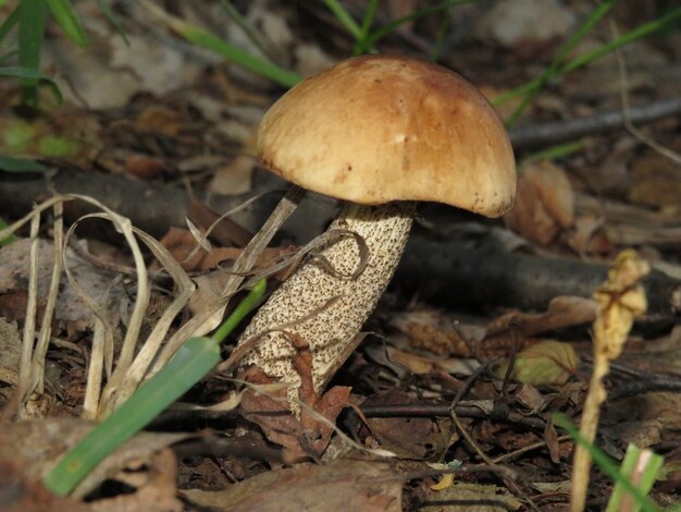 Маленький белый гриб в лесу