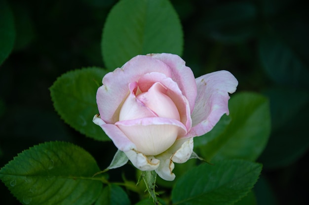 A small white-pink rose is blooming in the garden. Gardening. Breeding roses.