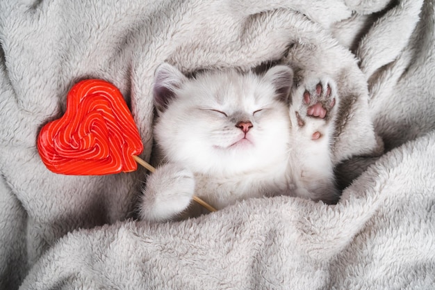 A small white purebred kitten sleeps with a red caramel heart on a gray blanket british chinchilla