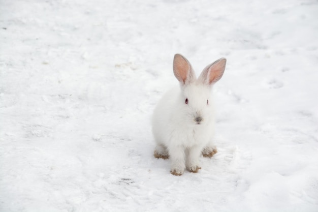 森の中の雪の中を小さな白いウサギが駆け抜ける