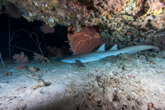 Small white shark in dark night ocean swims under water.