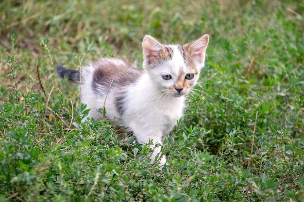 A small white spotted kitten walks in the garden on green grass