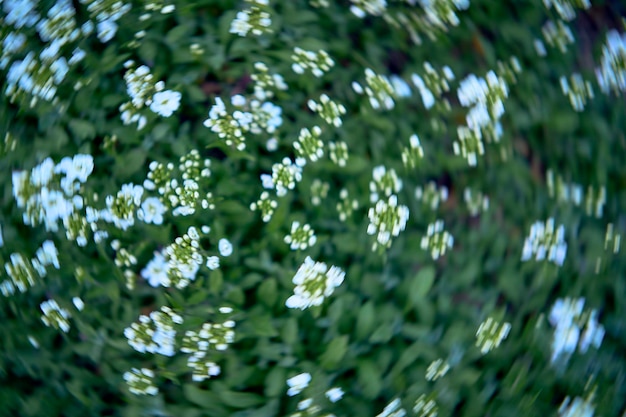 Photo a small white spring flowers texture background