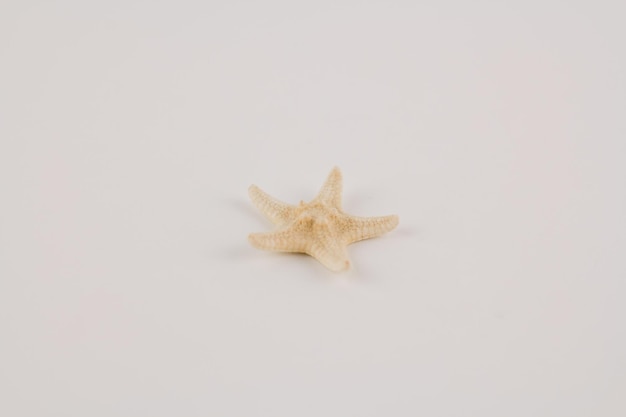 Small white starfish on white background