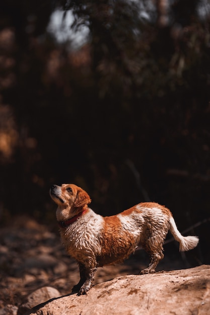 Small white and wet dog on a rock