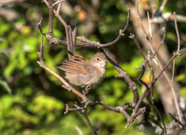 작은 Whitethroat Sylvia communis는 화창한 날 마른 가지에 앉아 있습니다.