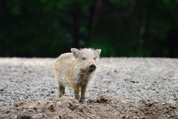 Small wild boar in the forest in the springtime