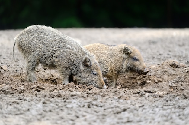 Small wild boar in the forest in the springtime