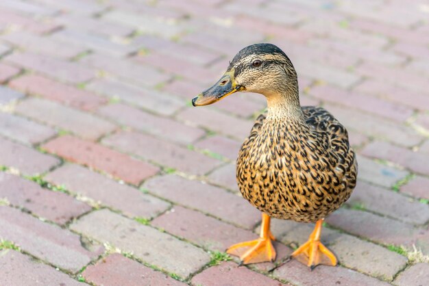 Small wild duck on a pavement horizontal shot