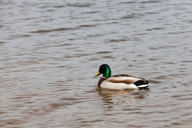 Small wild ducks in spring or summer in nature, beautiful wild ducks in nature in the lake, wild nature with waterfowl ducks