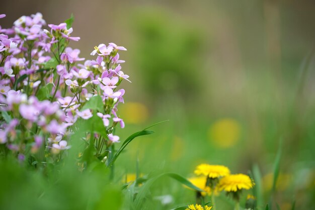 緑の日当たりの良い庭の夏の牧草地に咲く小さな野生の花。