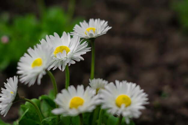 small wild flowers in the spring