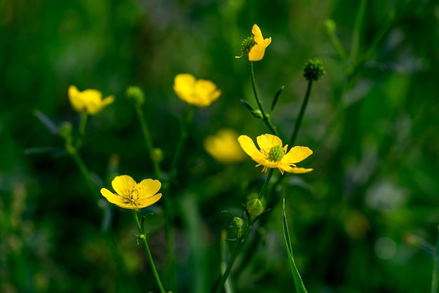 Photo small wild meadow yellow flowers closeup on an indistinct green background