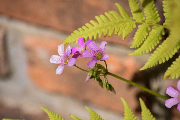 small wild rose flowers in the garden