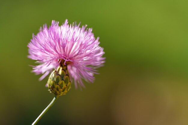 Piccolo fiore di campo dai toni delicati su una foto macro di sfondo verde con copyspace