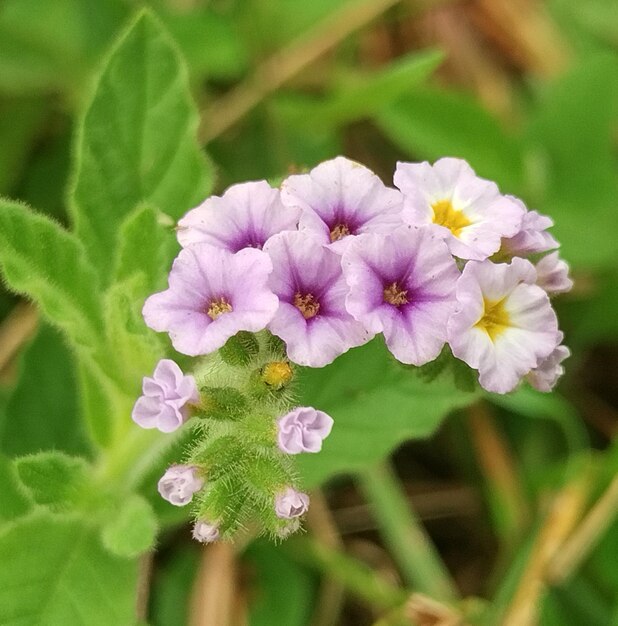 Foto piccoli fiori selvatici