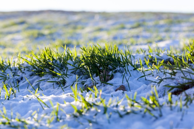 Small winter rye in the winter season in the snow