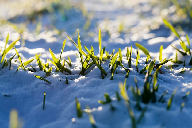 Small winter rye in the winter season in the snow