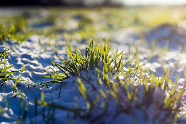 雪の中で冬の季節に小さな冬小麦