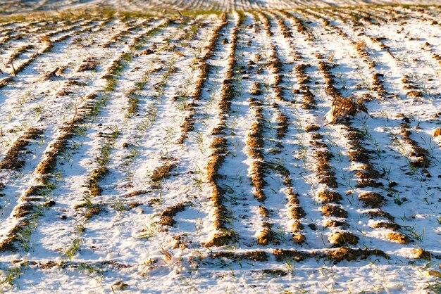 Мелкая озимая пшеница зимой в снегу
