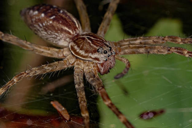 Aglaoctenus属の小さなコモリグモ