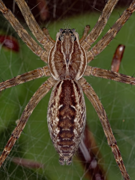 Small wolf spider of the genus aglaoctenus