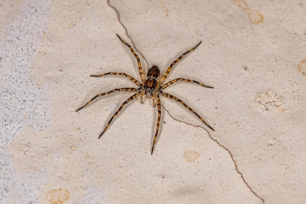 Small wolf spider of the superfamily lycosoidea