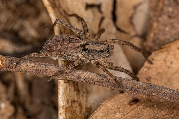 Small wolf spider