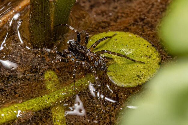 Photo small wolf spider