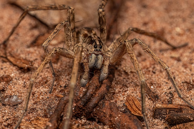 Photo small wolf spider
