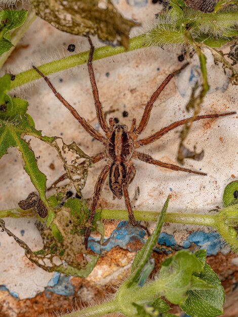 Small Wolf Spider