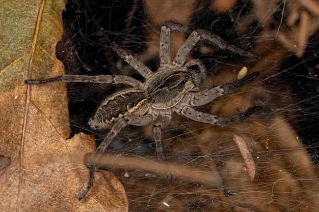 Small wolf spider