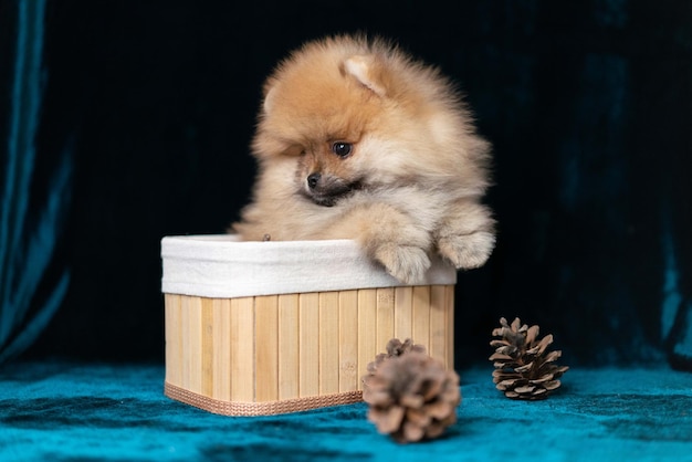 「ポメラニアン」と書かれた犬が入った小さな木箱