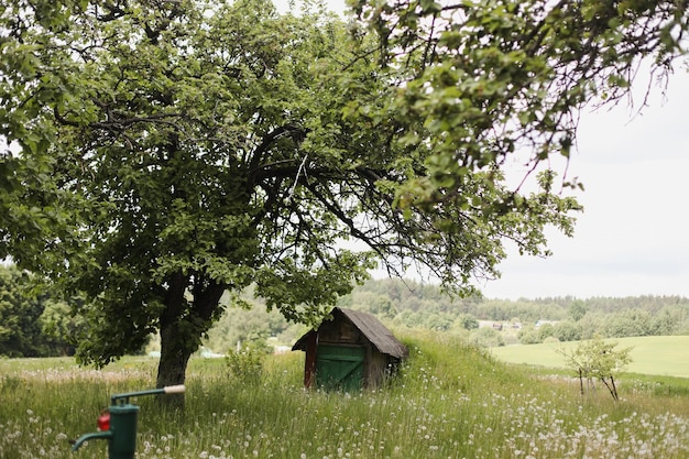 시골 들판에 있는 작은 목조 주택은 시골 여름 경치의 농가에서 볼 수 있습니다.