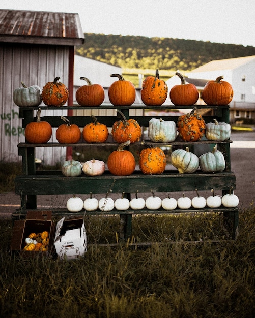 Photo small wooden shelf with bright orange and white pumpkins in the yard