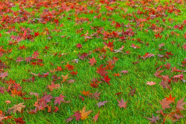 小さな黄色い紅葉が緑の草の上に横たわっていますそれは秋です