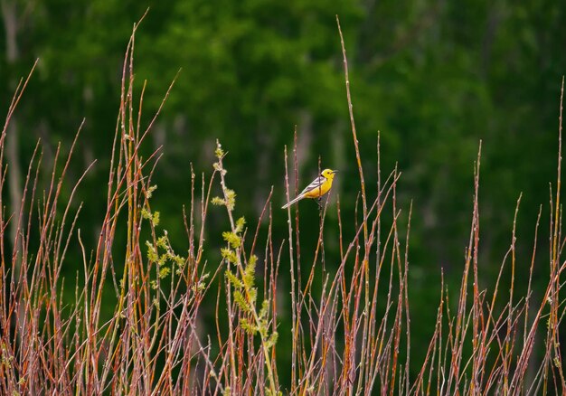 Photo a small yellow bird sits in tall dry grass