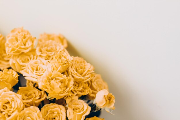 Small yellow bush roses on a white background with a place for text