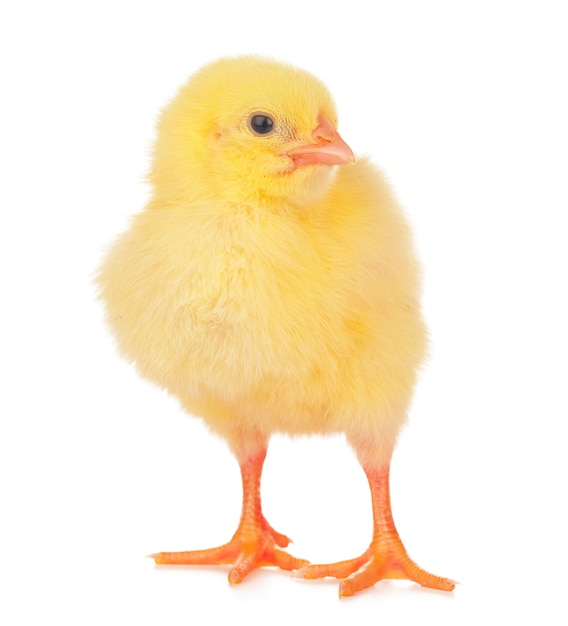 Small yellow chicken isolated